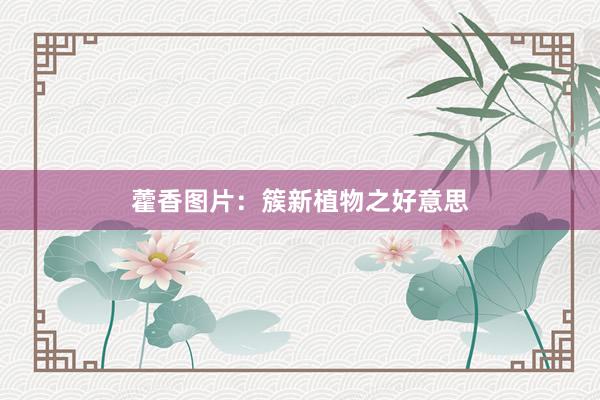 藿香图片：簇新植物之好意思